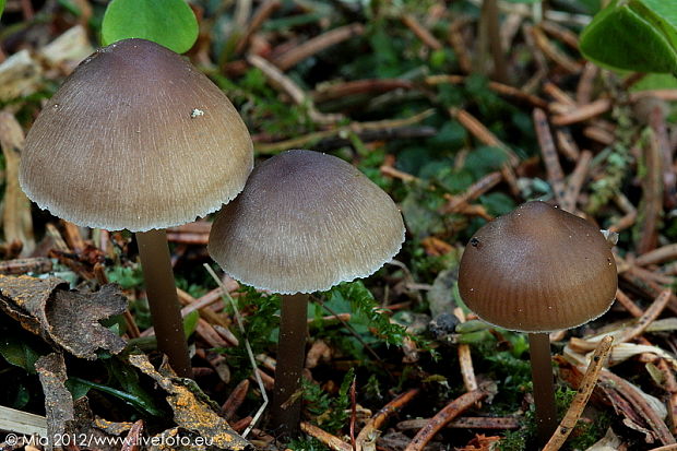 prilbička šišková Mycena strobilicola J. Favre & Kühner