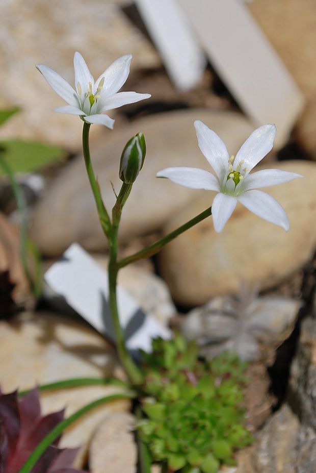 bledavka okolíkatá Ornithogalum umbellatum L