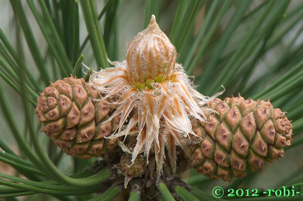 borovica čierna Pinus nigra Arn.