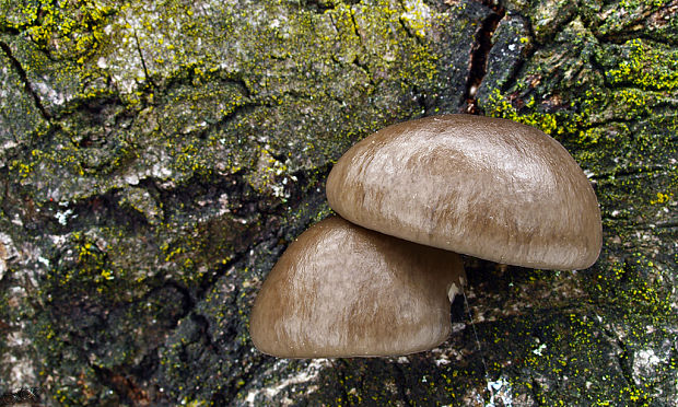 hliva závojová Pleurotus calyptratus (Lindblad ex Fr.) Sacc.