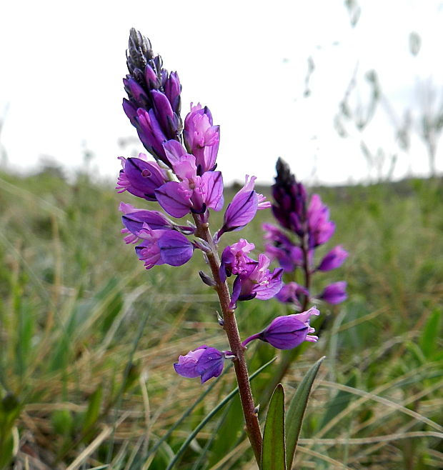 horčinka obyčajná Polygala vulgaris L.