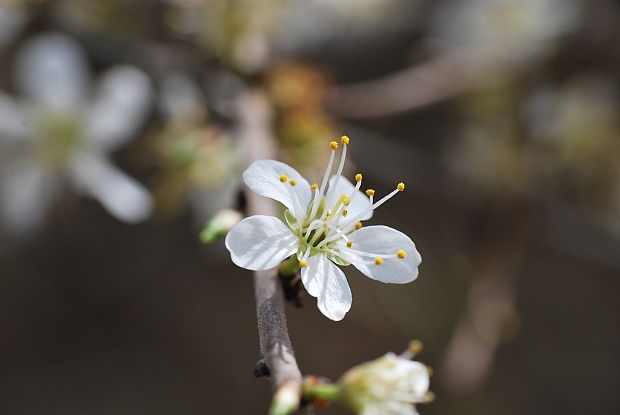 trnka obyčajná Prunus spinosa L.