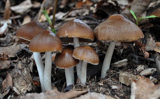 drobuľka Psathyrella sp.