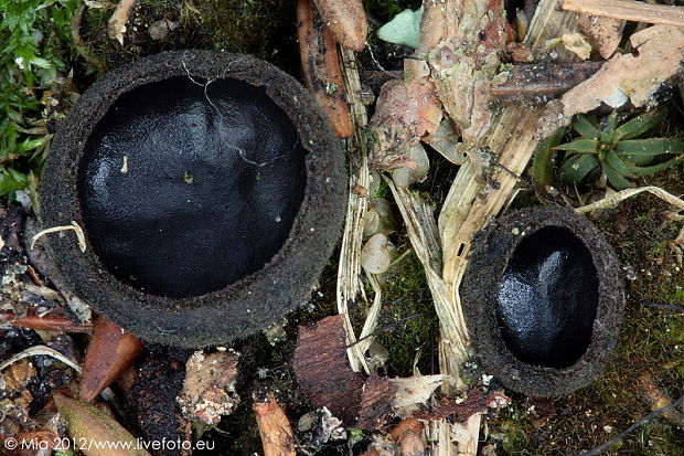 misôčka černastá Pseudoplectania nigrella (Pers.) Fuckel