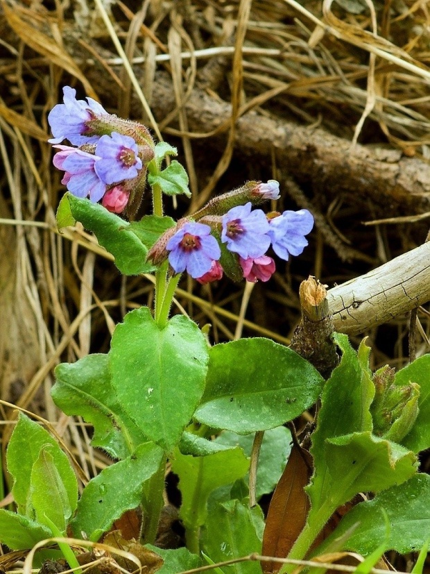 pľúcnik lekársky Pulmonaria officinalis L.