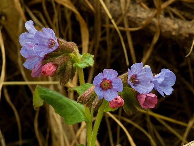 pľúcnik lekársky Pulmonaria officinalis L.