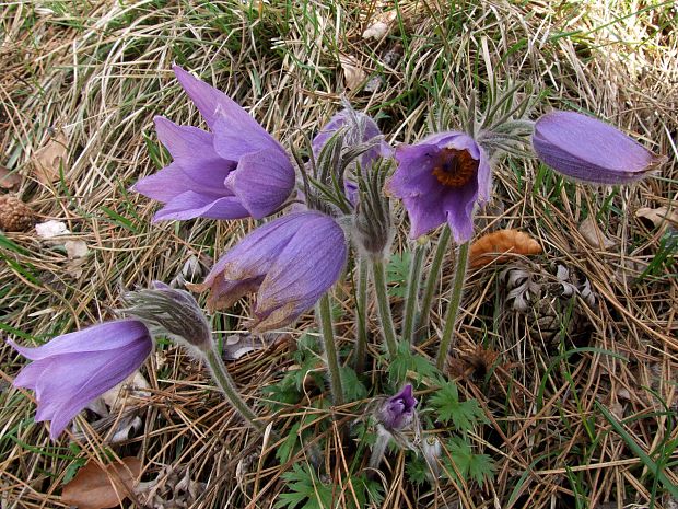 poniklec slovenský Pulsatilla slavica Reuss