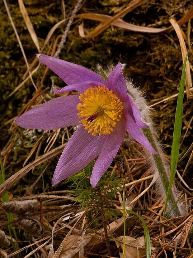 poniklec Pulsatilla sp.