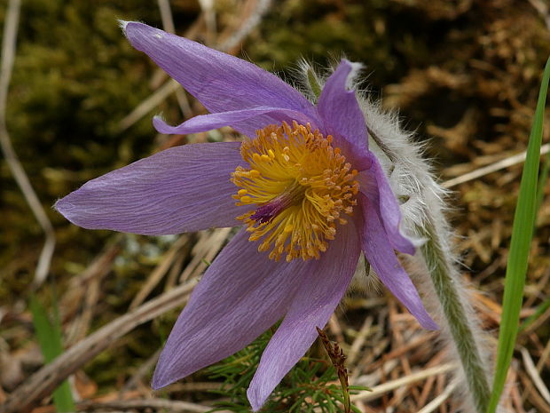 poniklec Pulsatilla sp.