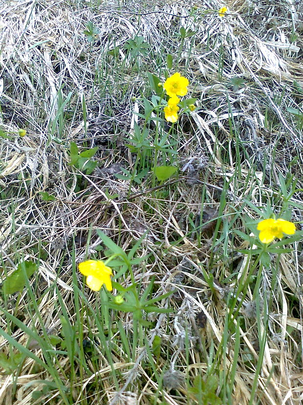 iskerník Ranunculus sp.