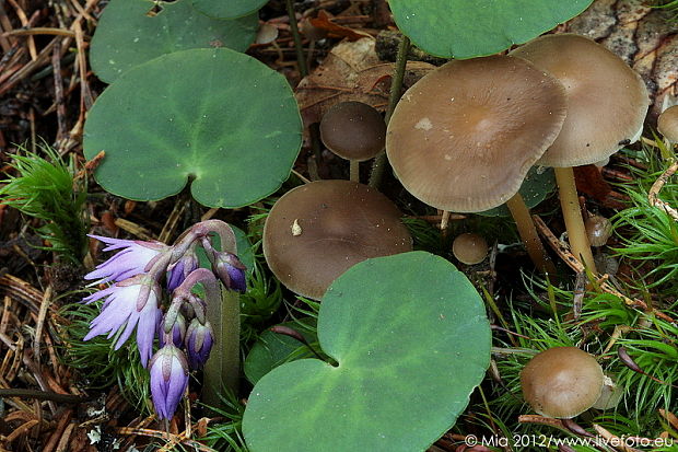 peniazočka smreková Strobilurus esculentus (Wulfen) Singer