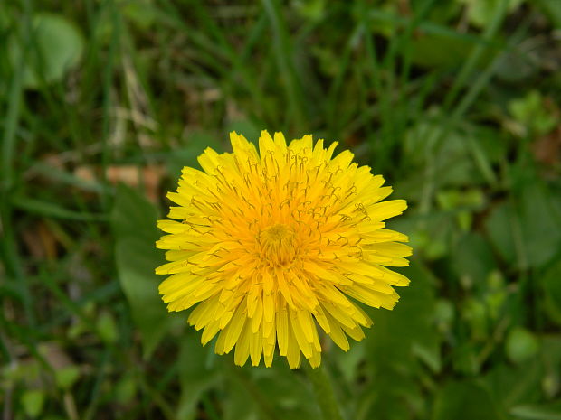 púpava Taraxacum sect. Erythrosperma