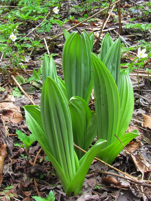 kýchavica biela lobelova Veratrum album subsp. lobelianum (Bernh.) Arcang.