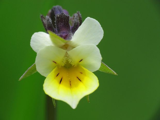 fialka roľná Viola arvensis Murray