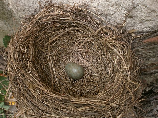 drozd čierny turdus merula