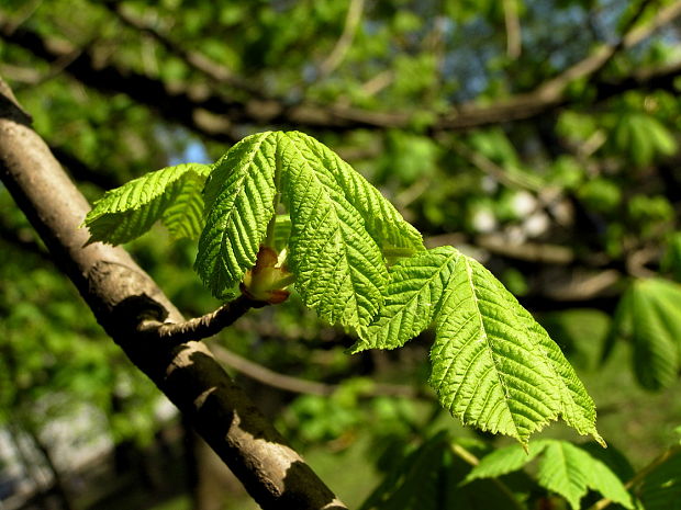 pagaštan konský Aesculus hippocastanum L.