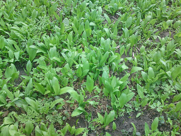 cesnak medvedí Allium ursinum L.