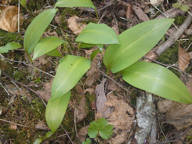 cesnak medvedí Allium ursinum L.