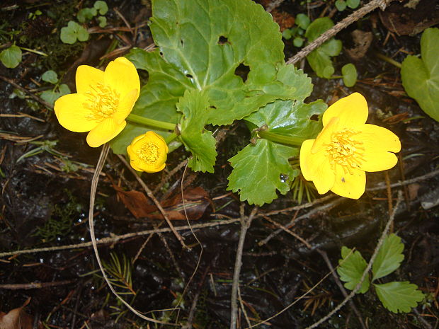 záružlie močiarne Caltha palustris L.