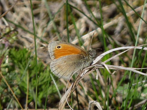 očkáň pohánkový Coenonympha pamphilus