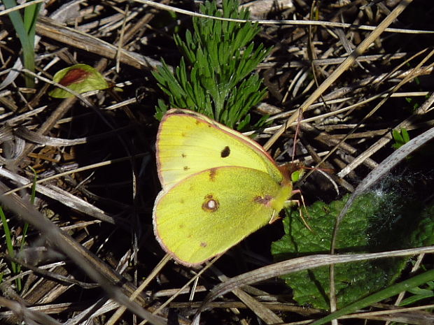 žltáčik podkovkový Colias alfacariensis