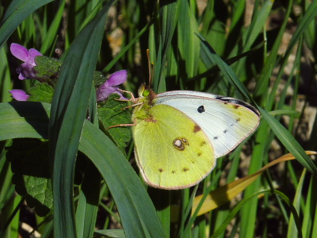 žltáčik Colias sp.