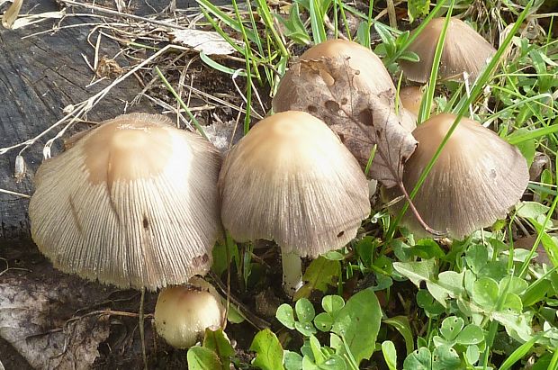 hnojník okrový Coprinellus domesticus (Bolton) Vilgalys, Hopple & Jacq. Johnson