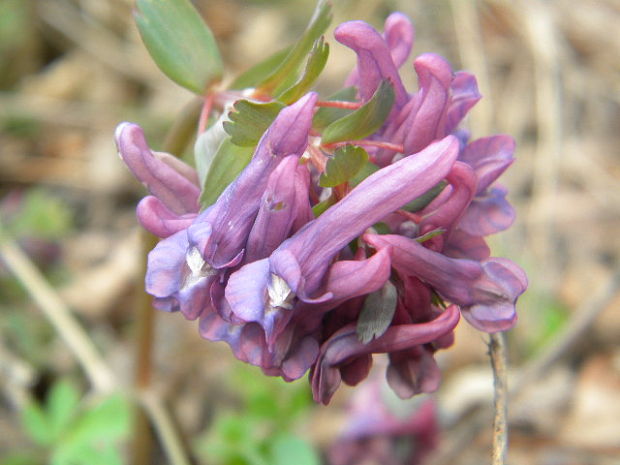 chochlačka Corydalis sp.