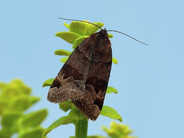 stužkavec hnedý Euclidia glyphica Linnaeus, 1758