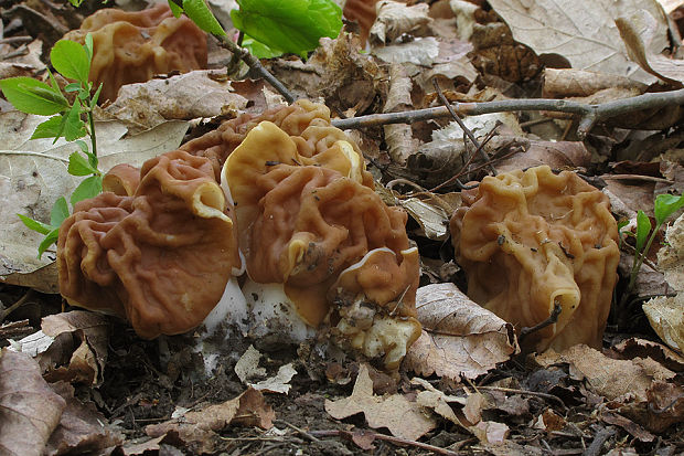 ušiak obrovský Gyromitra gigas (Krombh.) Cooke