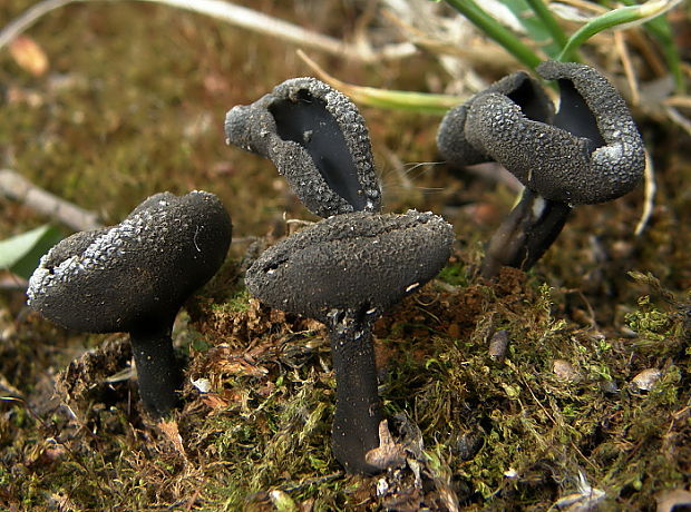 chriapač vŕbový Helvella corium (O. Weberb.) Massee