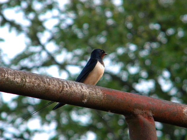 lastovička obyčajná Hirundo rustica