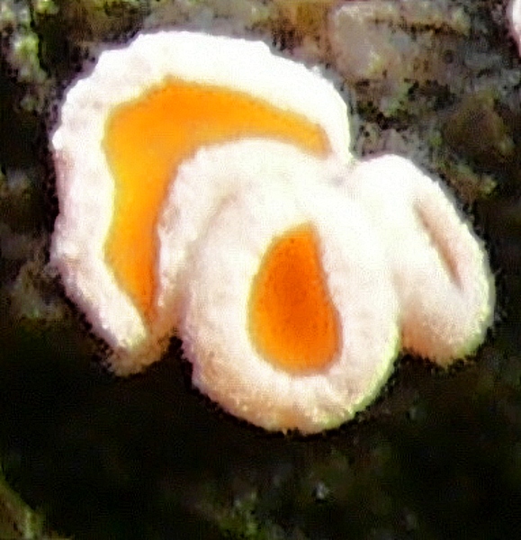 brvenka Hahnova  - vlnuška neškodná Lachnellula occidentalis  (G.G. Hahn & Ayers) Dharne