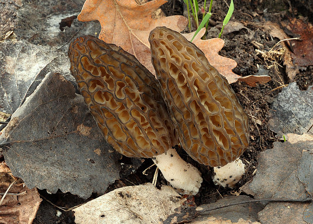 smrčok kužeľovitý Morchella conica Pers.