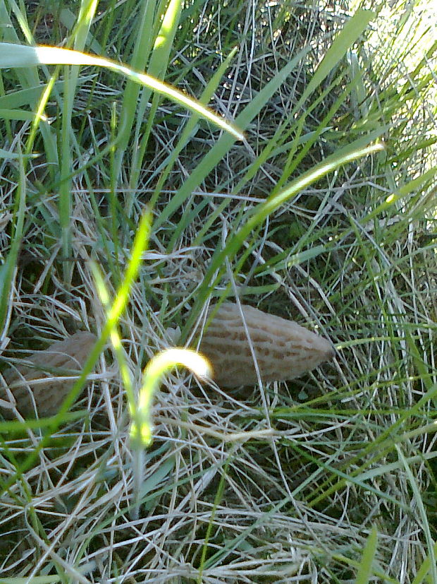 smrčky Morchella sp.