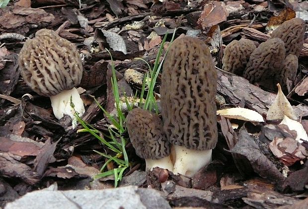 smrčok Morchella sp.