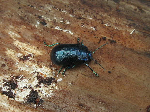 mandelinka tmavomodrá  Oreina caerulea