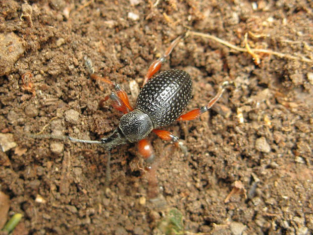 lalokonosec černý  Otiorhynchus coecus