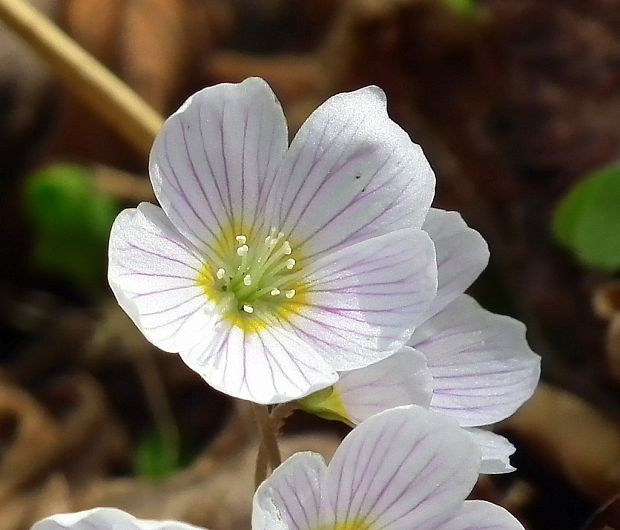 kyslička obyčajná Oxalis acetosella L.