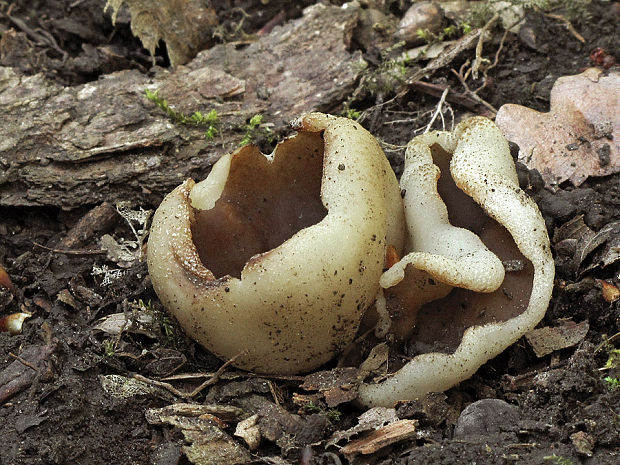 čiaška Peziza sp.