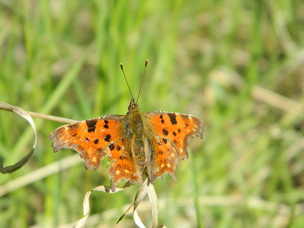 babôčka zubatokrídla Polygonia c-album