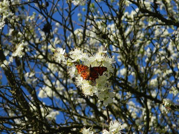 babôčka zubatokrídla Polygonia c-album