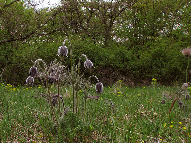 poniklec lúčny český Pulsatilla pratensis subsp. bohemica Skalický