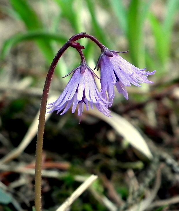 soldanelka karpatská Soldanella carpatica Vierh.