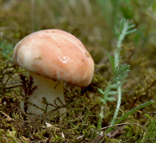 masliak zrnitý Suillus granulatus (L.) Roussel