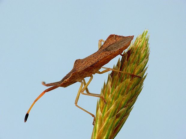 obrúbnica Syromastus rhombeus Linnaeus, 1767