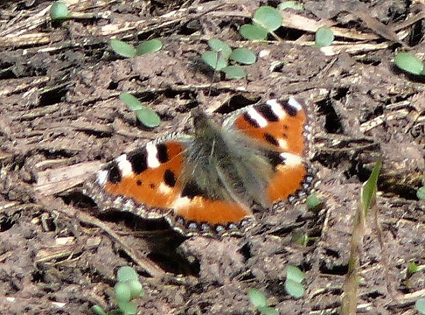 babočka kopřivová - Babôčka pŕhľavová Aglais urticae  Linnaeus 1758