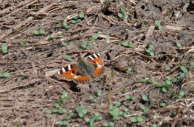 babočka kopřivová Babôčka pŕhľavová Aglais urticae  Linnaeus 1758