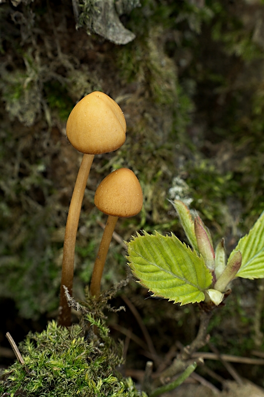 kapucňovec Conocybe sp.