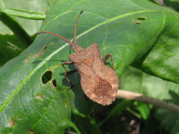 obrubnica štiavová Coreus marginatus